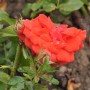 Nahaufnahme einer orangefarbenen Floribundarose Meteor mit grünen Blättern und Knospen.