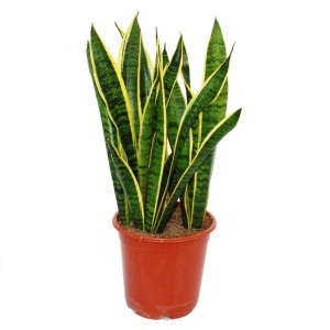 Sansevieria Trifasciata Exotenherz im Topf, grüne Zimmerpflanze mit gelben Akzenten.