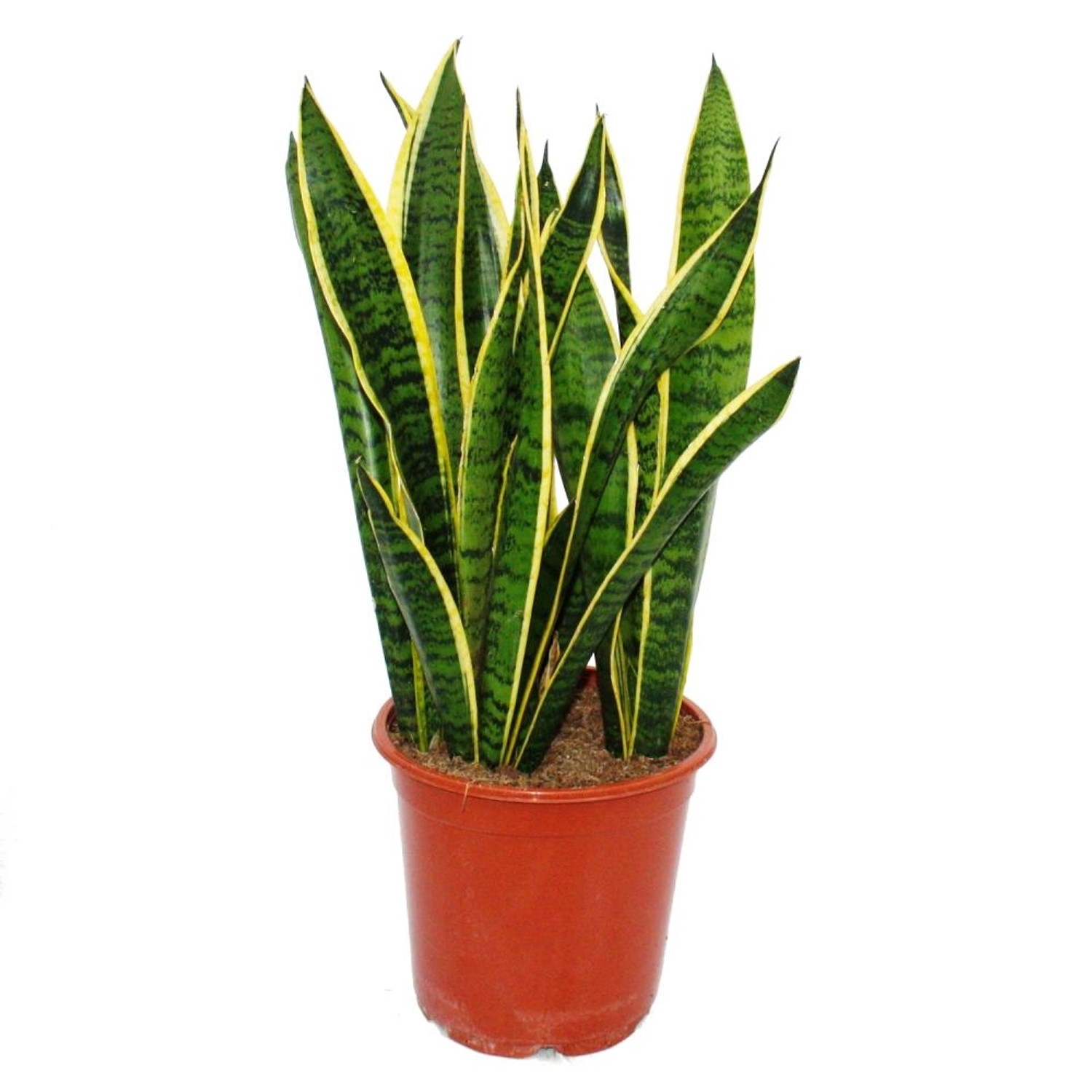 Exotenherz Sansevieria Trifasciata 19cm Topf Gesamthöhe 55-65cm Hoch