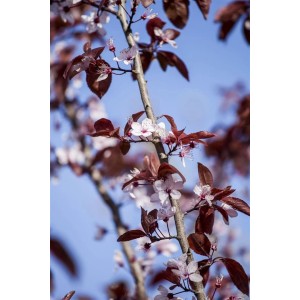 Blühende Blutpflaume (Prunus Cerasifera Nigra) mit dunkelroten Blättern und zarten Blüten.