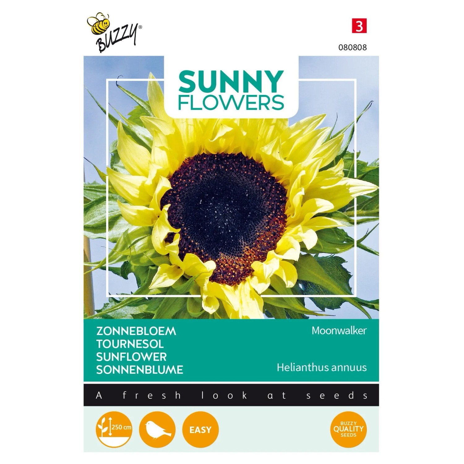 Sonnenblume 'Moonwalker' Buzzy Sunny Flowers Samen Ca. 2,5 g Für Beet und Schnitt