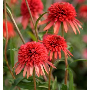 Sonnenhut Eccentric - Echinacea purpurea