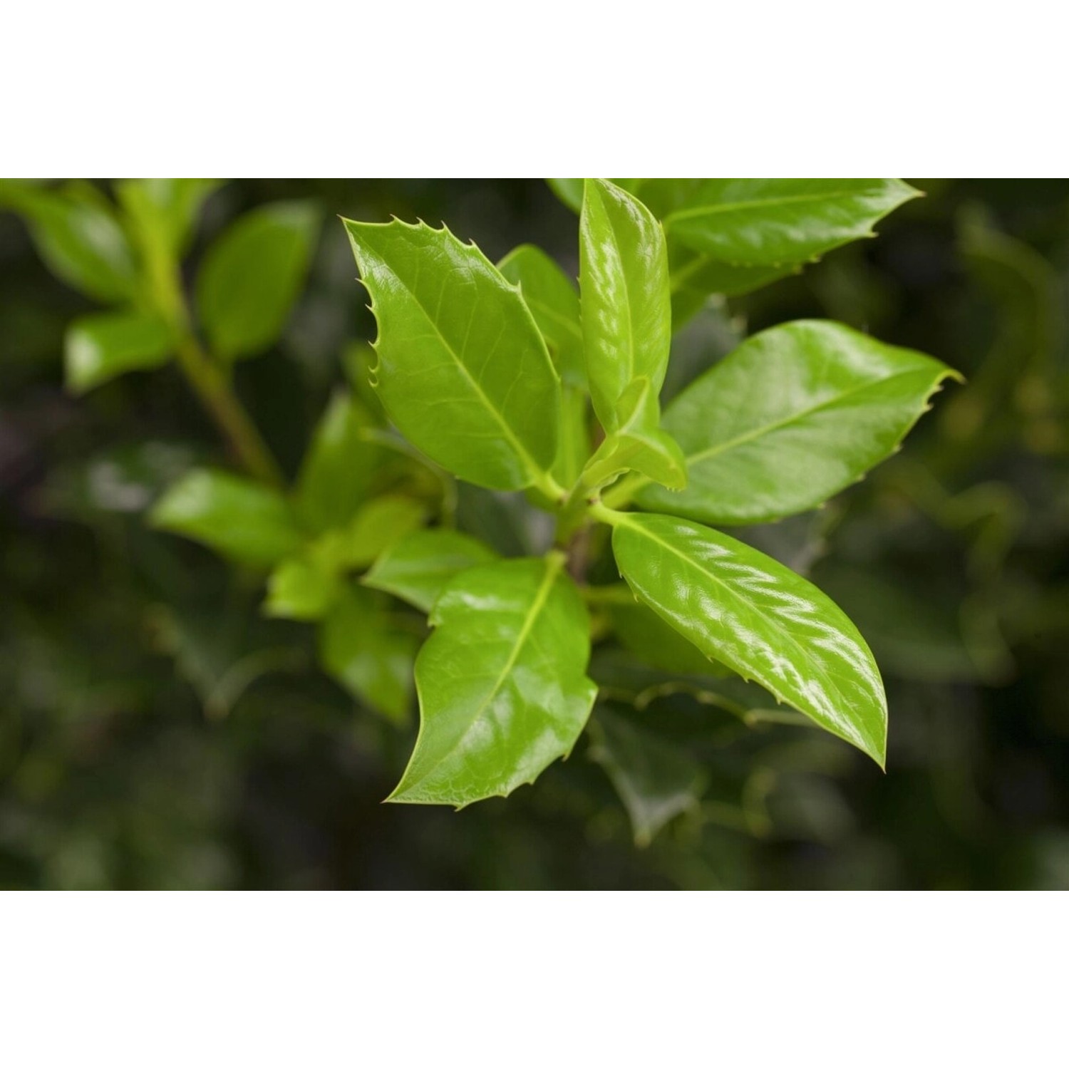 Ilex aquifolium 'J.C.van Tol' 40-60 cm günstig online kaufen