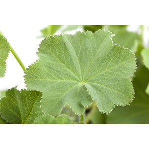 Nahaufnahme eines grünen Blattes des Alchemilla Mollis Frauenmantels im 9x9 cm Topf.