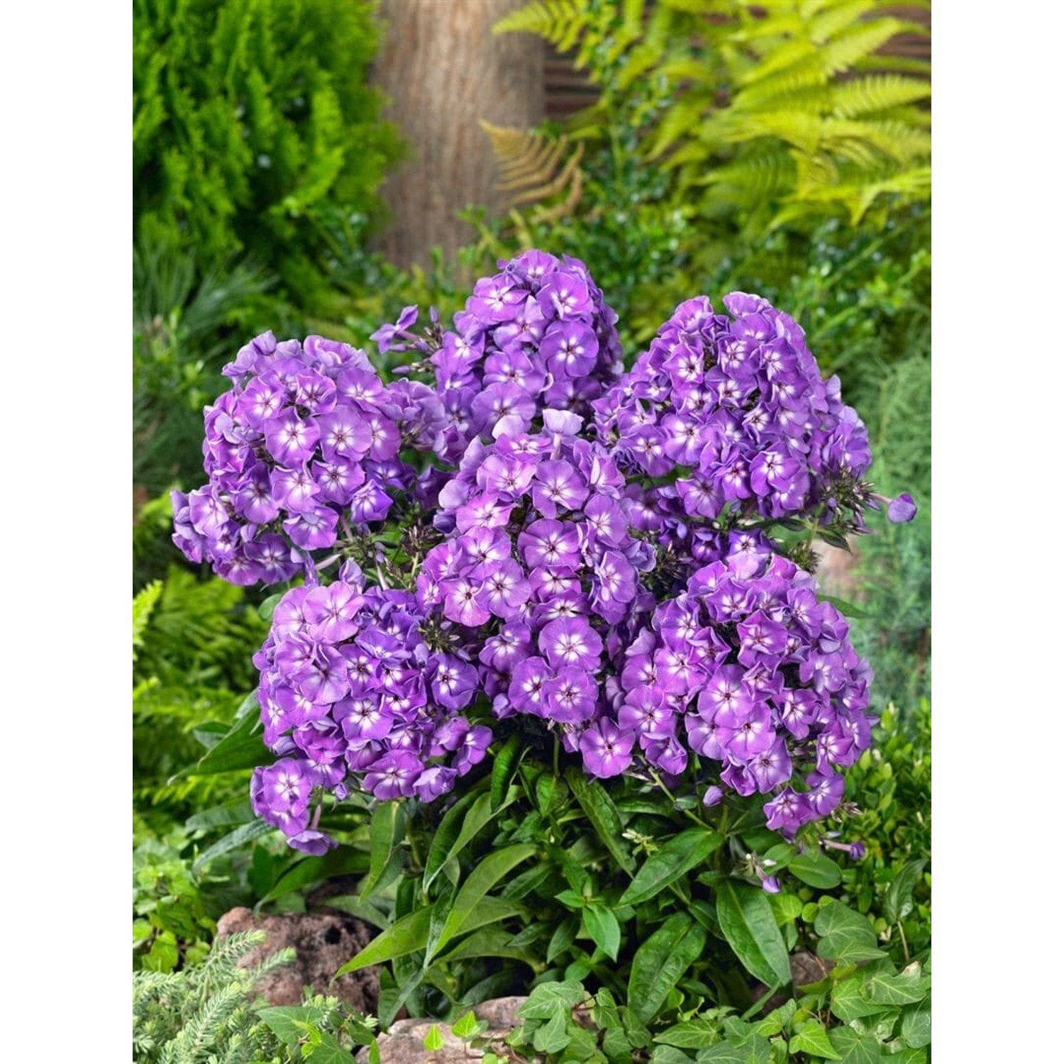 Phlox Paniculata Purple Kiss Flammenblume Ca. 11x11 cm Topf günstig online kaufen