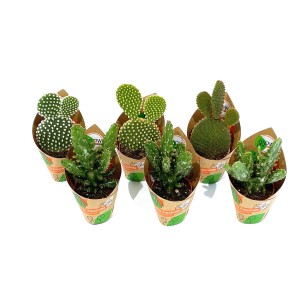 6er-Set GROW by OBI Feigenkaktus (Opuntia) im Topf, verschiedene Sorten.