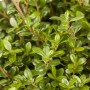 Detailaufnahme: Ilex crenata 'Glorie Gem' Heckenpflanze mit dichtem, grünen Laub.