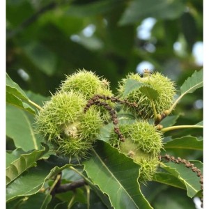 Unreife, stachelige Esskastanien-Früchte an einem Ast mit grünen Blättern. Castanea sativa.
