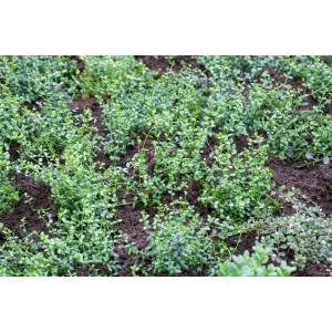 Immergrüne Kriechspindel 'Minimus' als dichter Bodendecker im Garten.