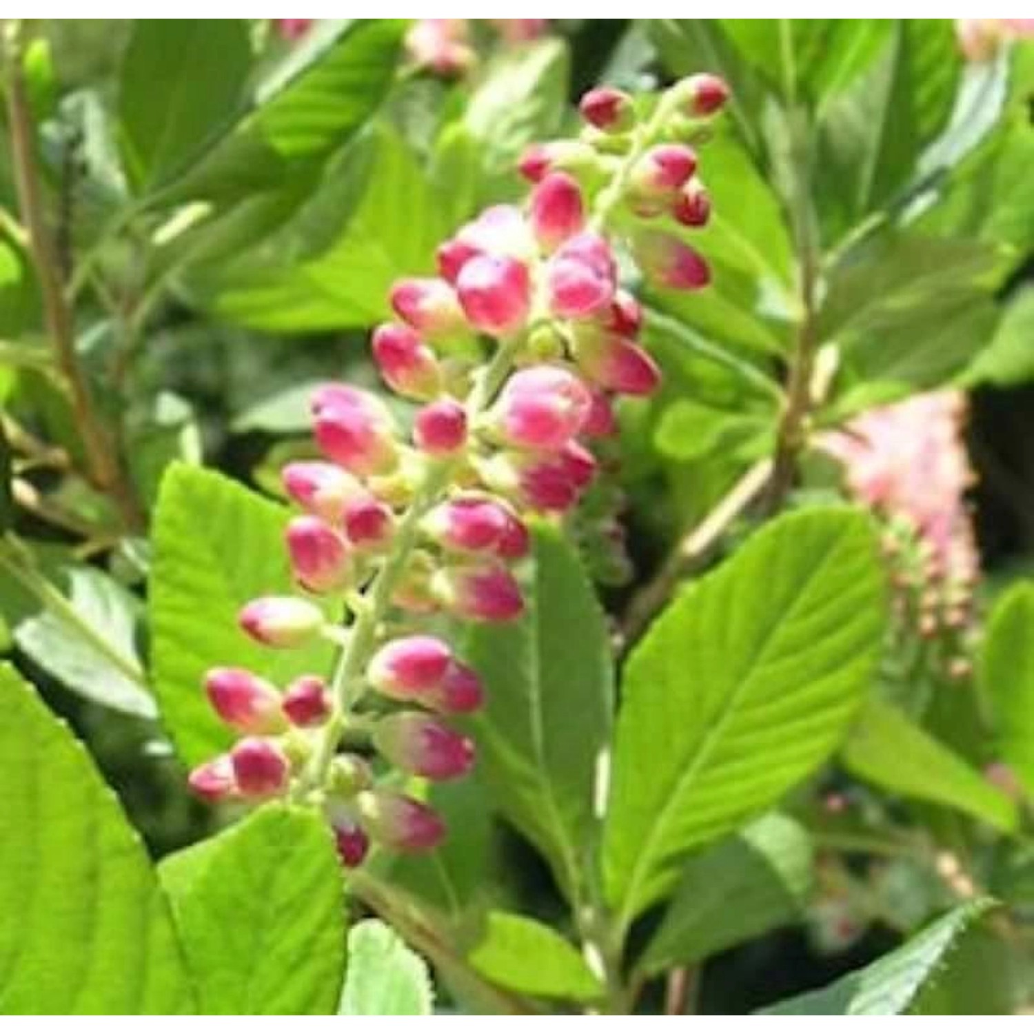 Silberkerzenstrauch Ruby Spice 60-80cm - Clethra alnifolia günstig online kaufen