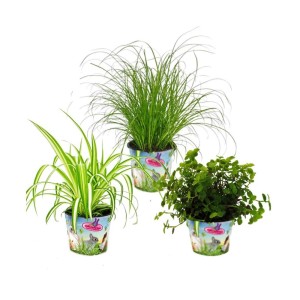 Exotenherz Zimmerpflanzen Trio: Katzengras, Grünlilie und Golliwog im Set.