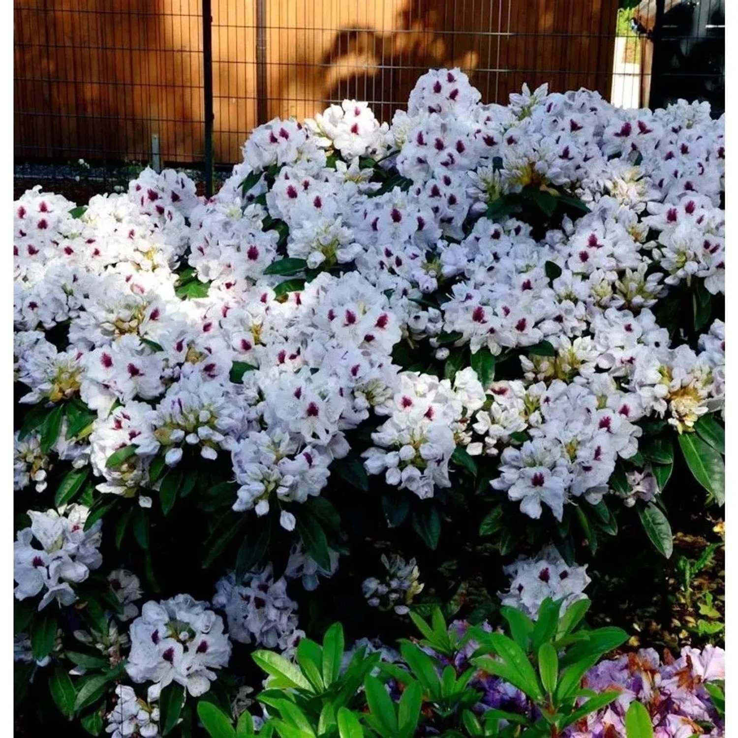 INKARHO - Großblumige Rhododendron Marsalla 25-30cm - Alpenrose