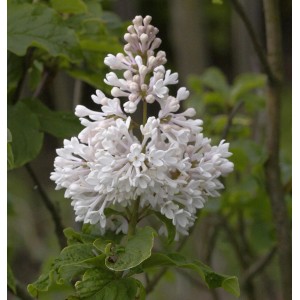 Nahaufnahme des weißen Kanadischen Flieder Agnes Smith Strauchs mit grünen Blättern.