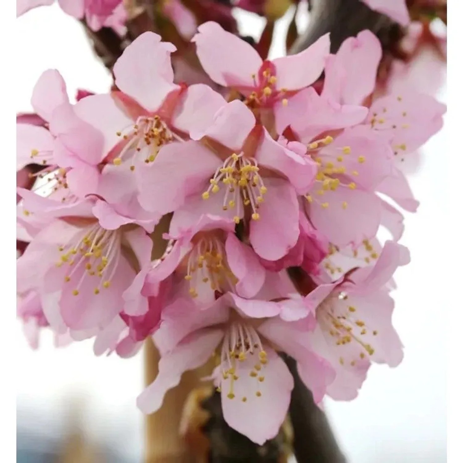 Zwerg Zierkirsche Ruby 40-60cm - Prunus kurilensis