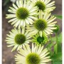 Nahaufnahme des Sonnenhuts 'Green Envy' (Echinacea cultorum) mit hellgelben Blütenblättern und grünem Blütenkopf.