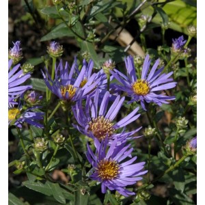 Sommeraster Sternkugel (Aster amellus) mit violetten Blüten und gelber Mitte.