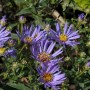 Sommeraster Sternkugel (Aster amellus) mit violetten Blüten und gelber Mitte.