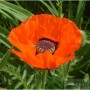 Türkischer Mohn Harvest Moon - Papaver orientale