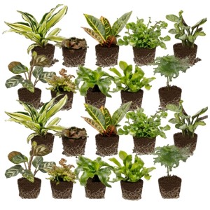 Vdvelde Mini Zimmerpflanzen Und Farne   20 Stück   Für Terrarium