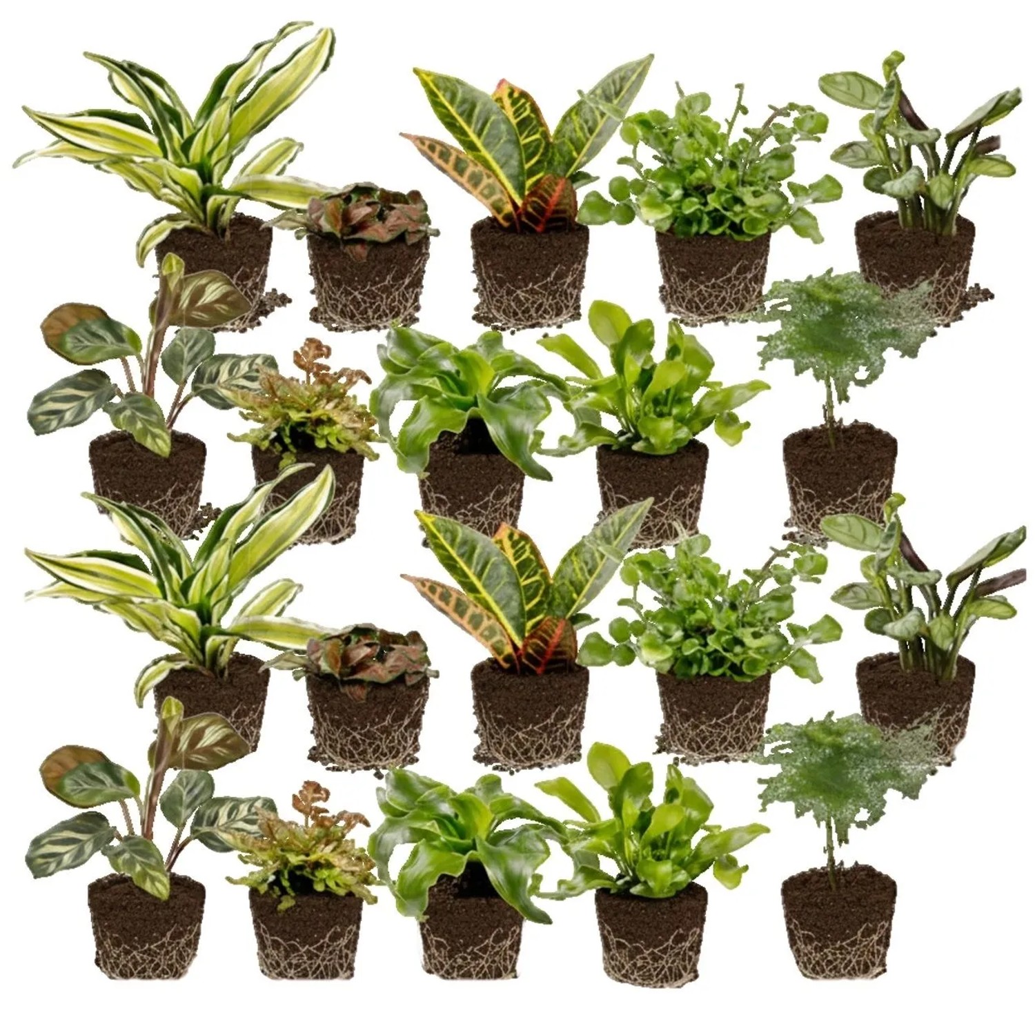 Vdvelde Mini Zimmerpflanzen Und Farne   20 Stück   Für Terrarium