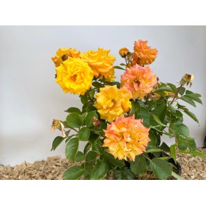 Beetrose Goldmarie 82 im Topf mit leuchtend gelben und orangefarbenen Blüten.