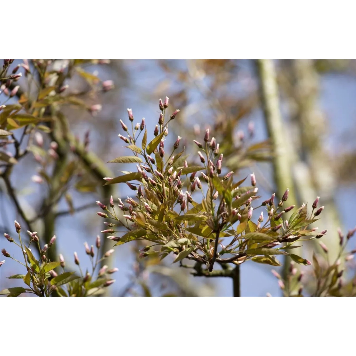 Felsenbirne 'Robin Hill' mit weiß-rosa Blütenknospen im Frühling, Nahaufnahme.