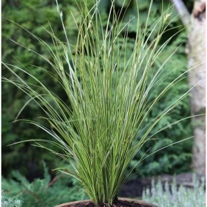 Segge 'Honymoon' im Topf: Ziergras mit grün-gelben Blättern für den Garten.