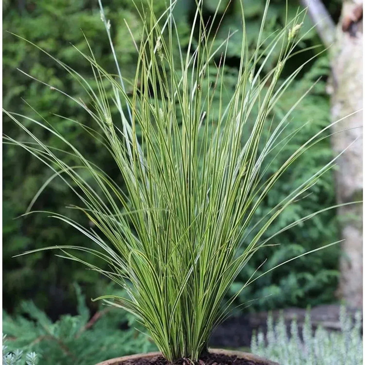 Segge Honymoon - großer Topf - Carex brunnea
