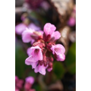 Nahaufnahme der rosa Blüten der Herzblatt-Bergenie Rosi Klose im Topf.