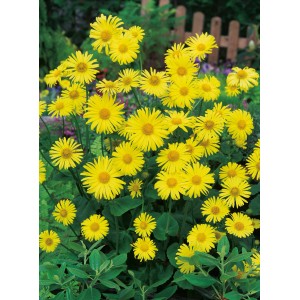 Gelbe Kaukasus-Gämswurz (Doronicum orientale) im Topf, eine attraktive Staude für Beet und Kübel.