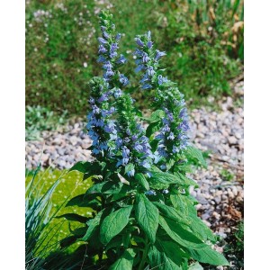 Blaue Kardinalslobelie (Lobelia Siphilitica) im 9x9 cm Topf, blühende Zimmerpflanze mit blauen Blüten.