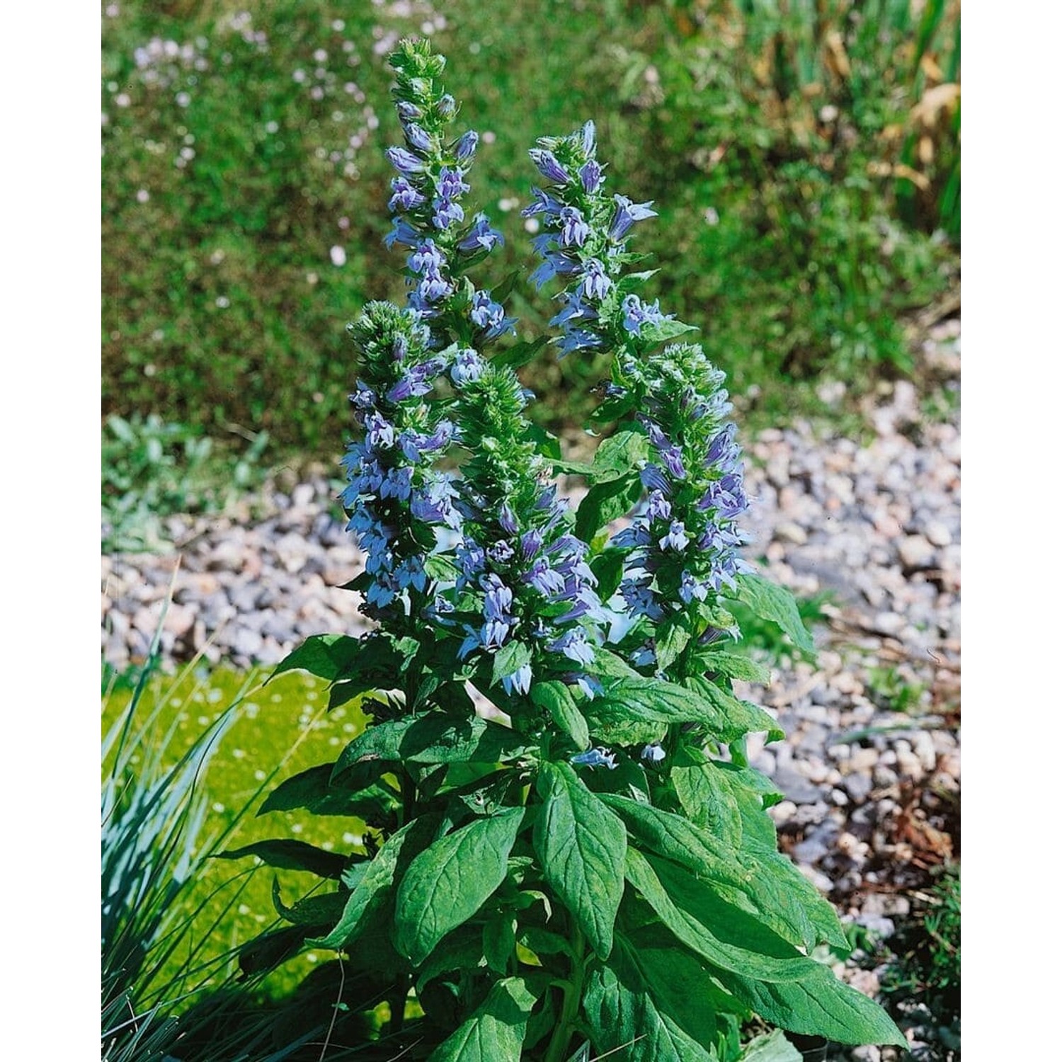 Lobelia Siphilitica Blaue Kardinalslobelie Ca. 9x9 cm Topf günstig online kaufen