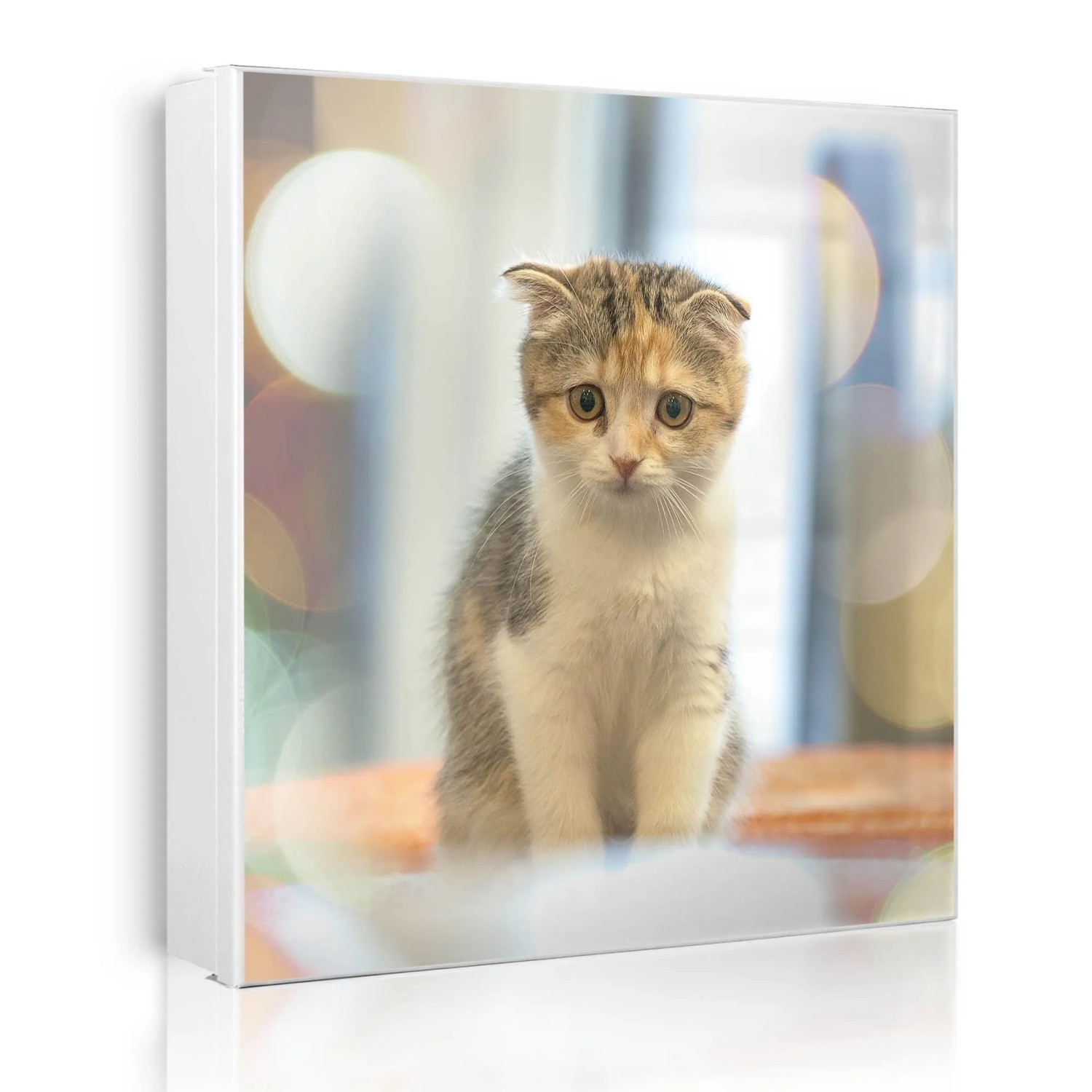 Banjado Großer Schlüsselkasten Metall 30x30cm Weiß Scharnier Rechts 50 Haken Beschreibbar Magnetisch Motiv Kleine Katze