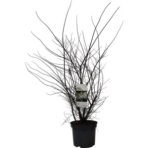 Strauchspiere Snowmound im Topf, ca. 80-100cm hoch. Ideal für Blütenhecken und Gärten.