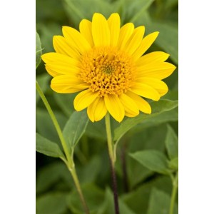 Gelbe Helianthus 'Capenoch Star' Stauden-Sonnenblume im Topf, ca. 11x11 cm.