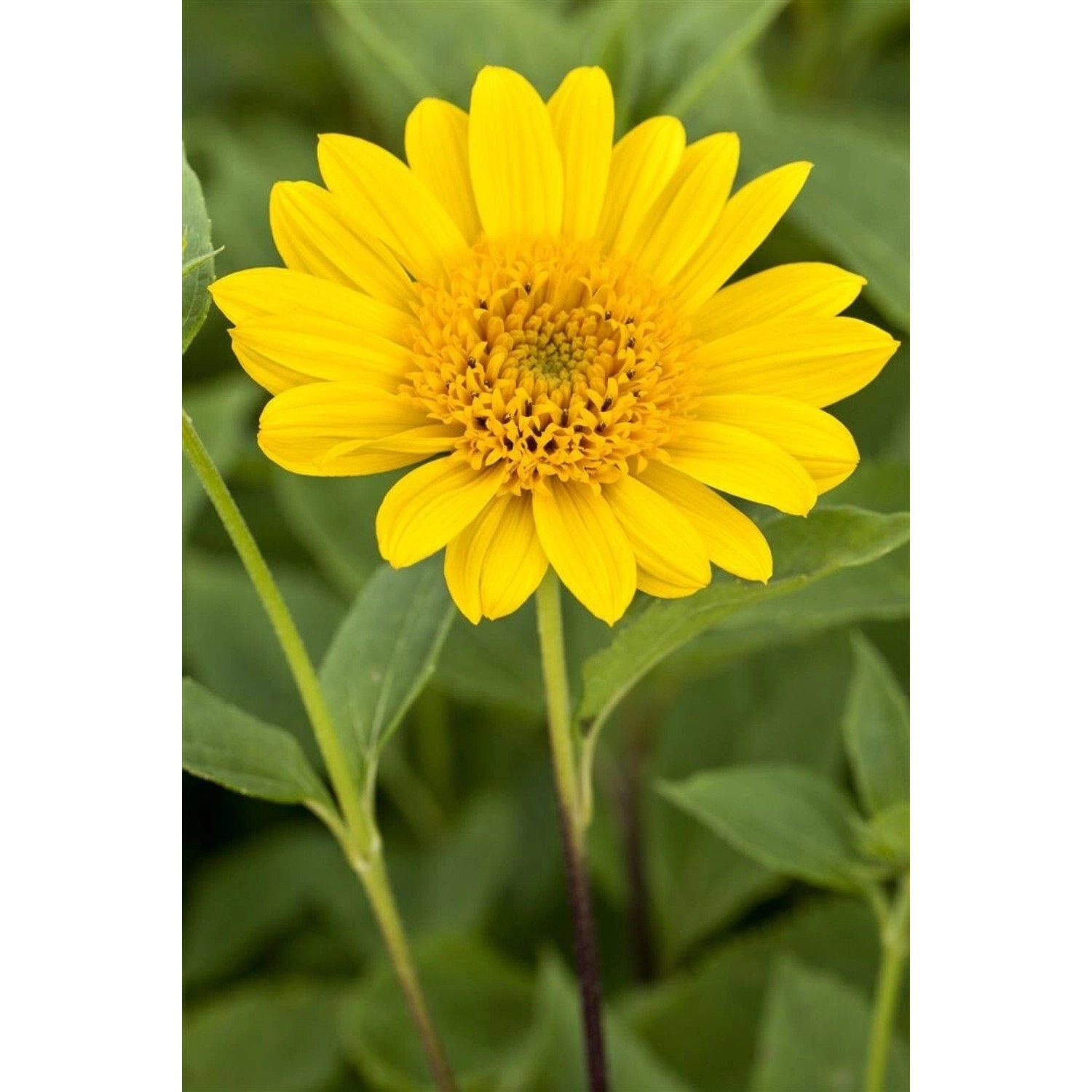 Helianthus Decapetalus Capenoch Star Stauden Sonnenblume Ca. 11x11 cm Topf günstig online kaufen