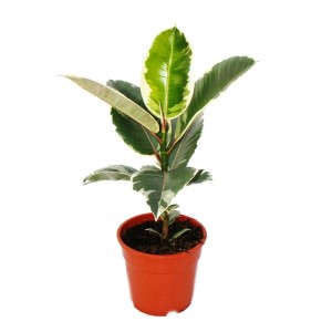 Gummibaum Ficus Elastica im Topf, grüne Zimmerpflanze mit hellen Blatträndern.