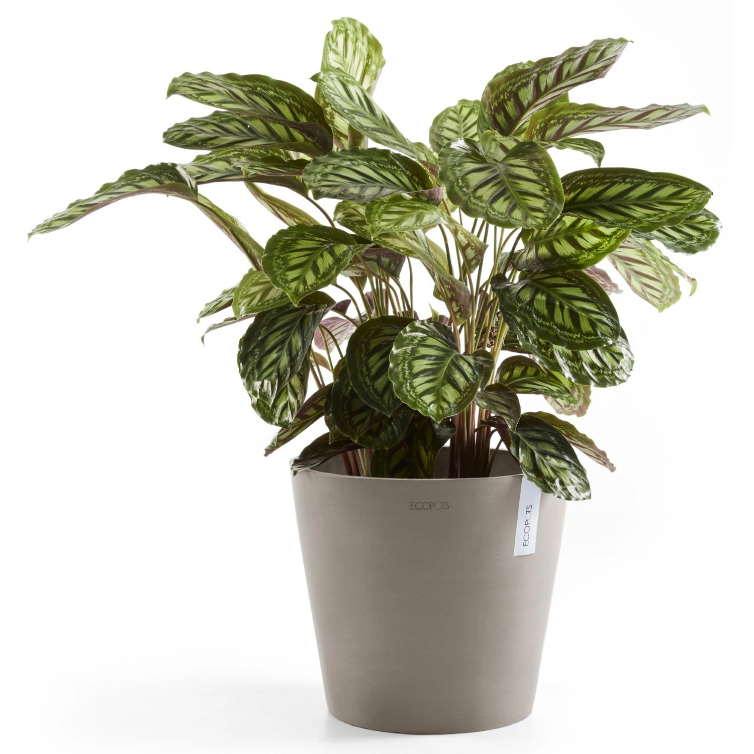 Ecopots Pflanztopf Amsterdam, braungrau, 40 cm, mit grüner Pflanze. Ideal für Innen- und Außenbereich.