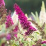 Roter Sommerflieder (Buddleja) im Topf, ca. 10-20 cm hoch. Schmetterlingsflieder mit roten Blüten.