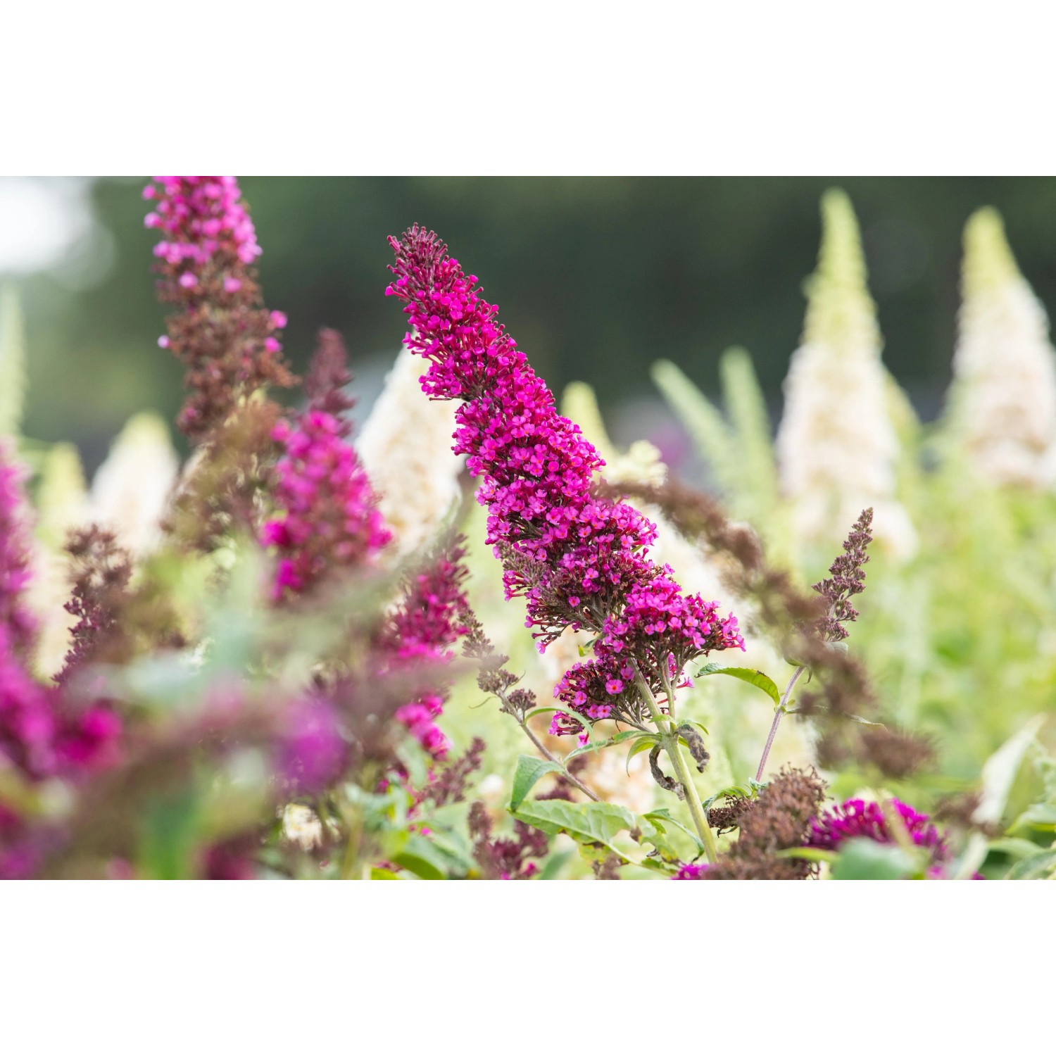 Roter Sommerflieder (Buddleja) im Topf, ca. 10-20 cm hoch. Schmetterlingsflieder mit roten Blüten.