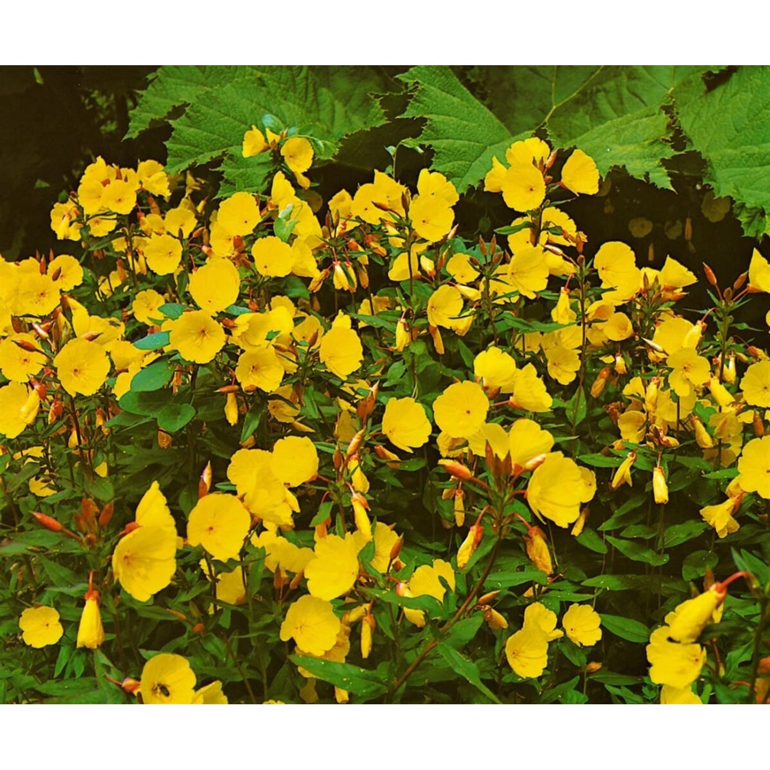 Nachtkerze 'Hohes Licht' (Oenothera tetragona) mit leuchtend gelben Blüten im Beet.
