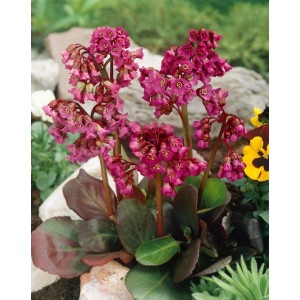 Herzblatt-Bergenie 'Rote Schwester' im Topf, rote Blüten und grüne Blätter. Winterharte Staude für den Garten.