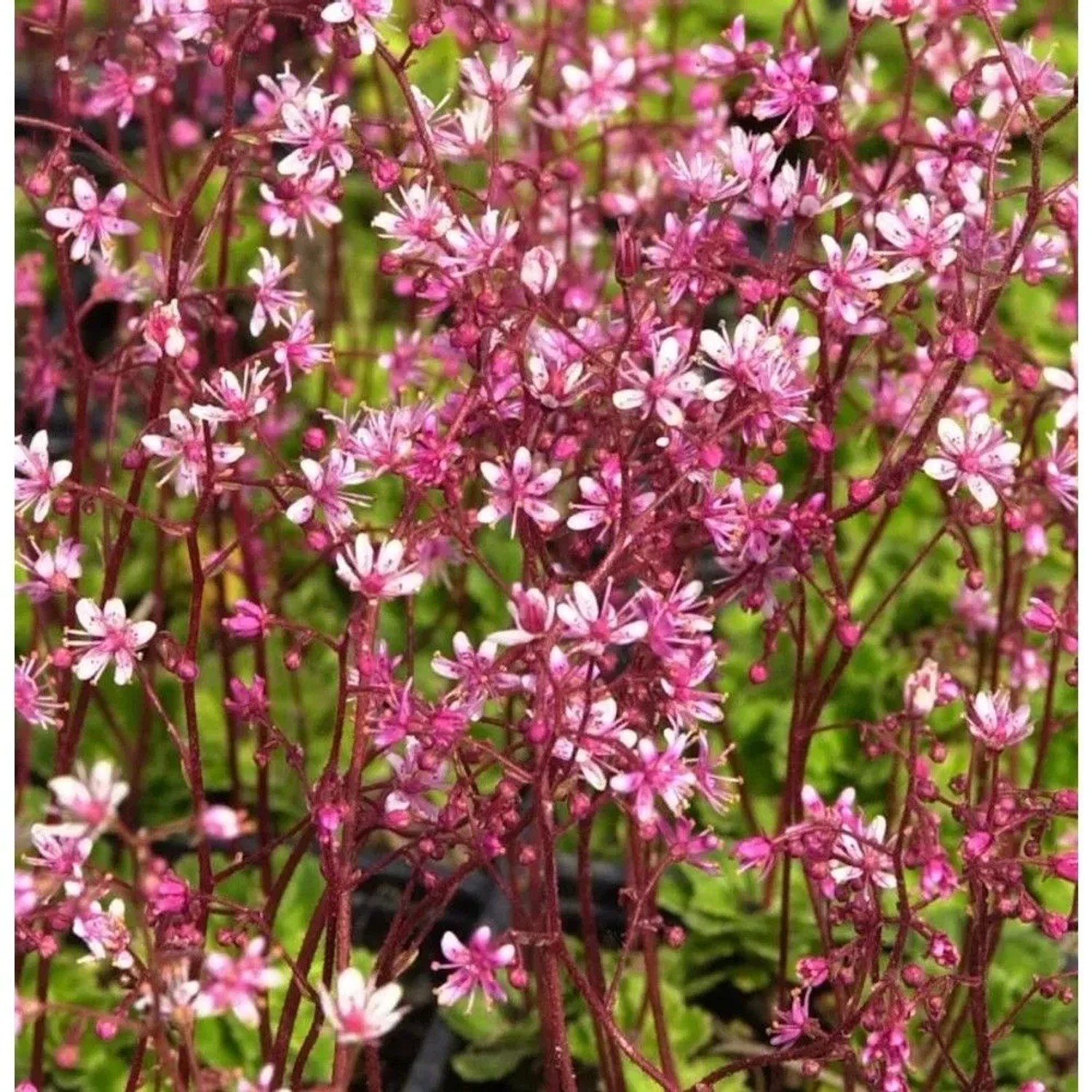 Porzellanblümchen Clarence Elliot - Saxifraga urbium