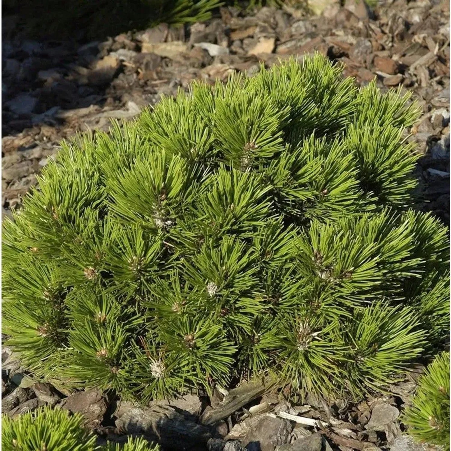 Zwerg Schlangenhaut Kiefer Schmidt 15-20cm - Pinus,eucodermis