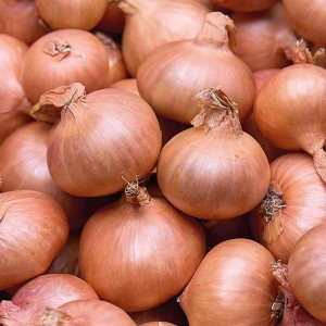 Pflanzschalotten Red Sun, 250g, ideal zum Anpflanzen im Garten.