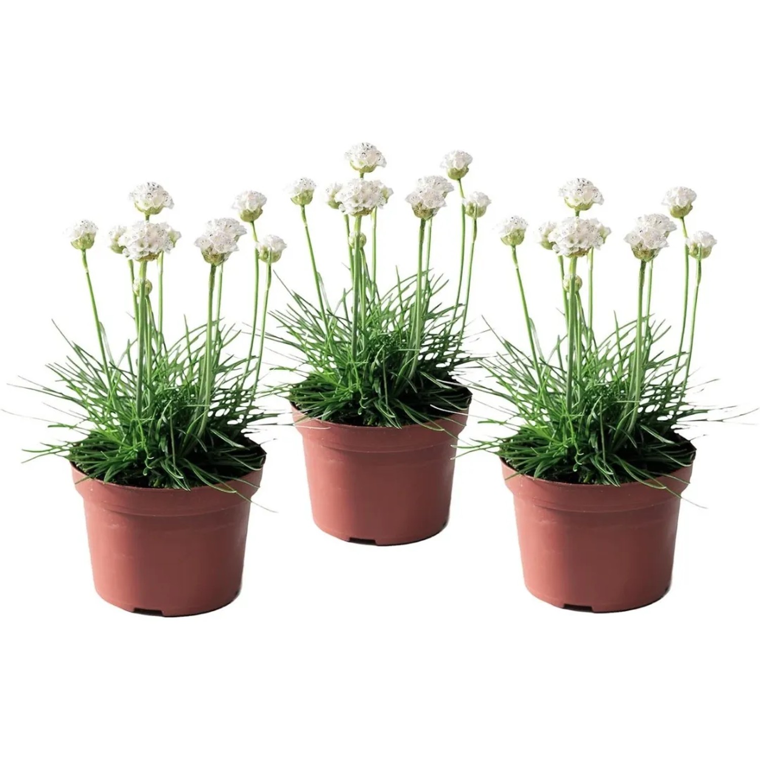 Plant In A Box Grasnelken X3  Armeria Maritima 'Deep White' Höhe 20cm Ø12 Weiß