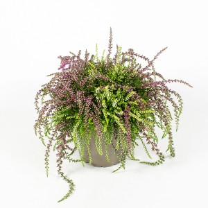 Knospenblüher-Heide Rasta Girls im Topf, violette Blüten und grüne Blätter.