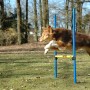 Hund springt über blaue Agility Hürde aus dem 3-teiligen Agility Sprung-Set von Dobar.