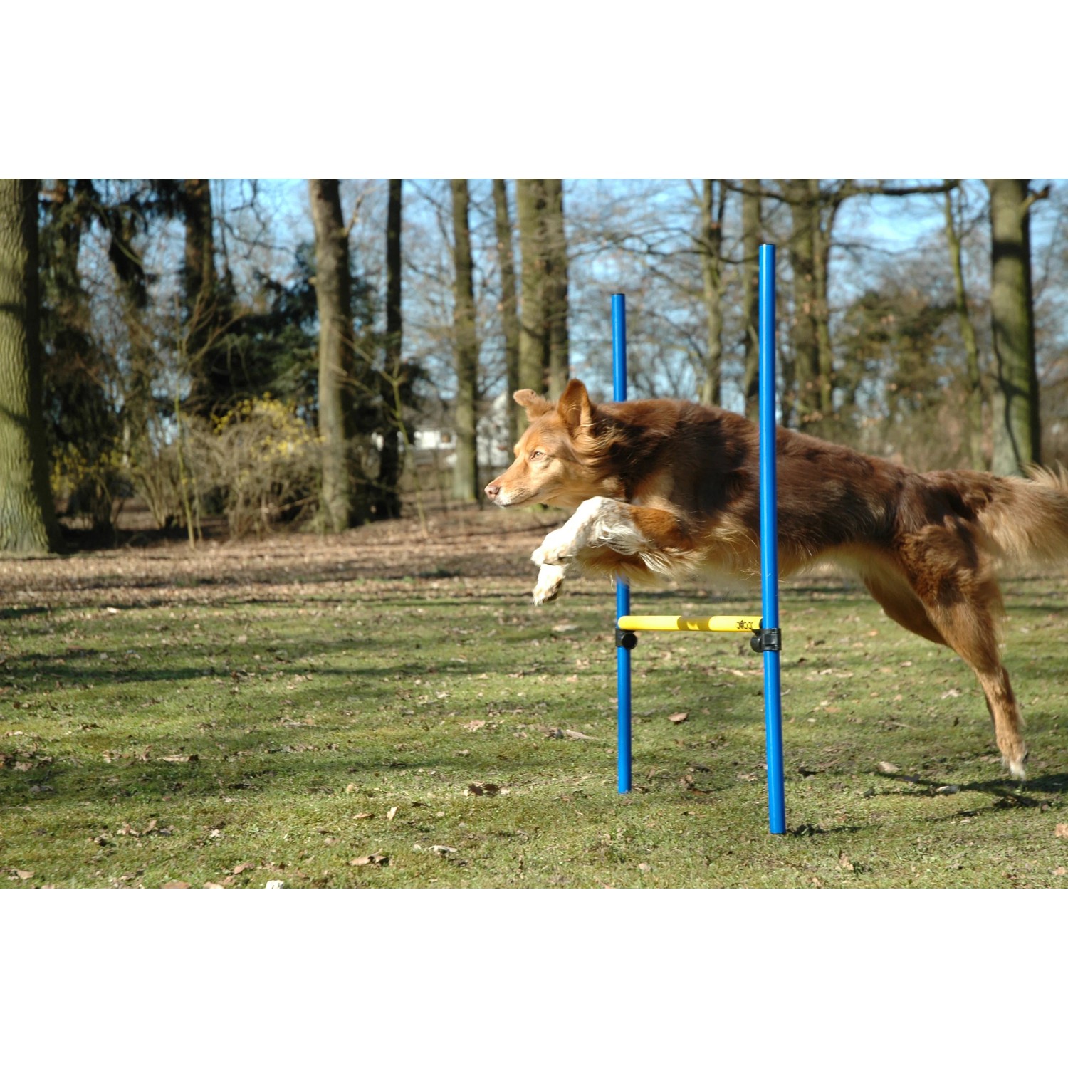 Hund springt über blaue Agility Hürde aus dem 3-teiligen Agility Sprung-Set von Dobar.