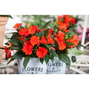 Fleißiges Lieschen im Topf mit leuchtend orangen Blüten und grünen Blättern in Zinktöpfen.